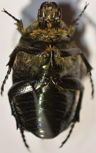 Réf. 275 587 : Cetonia aurata